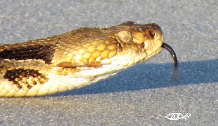 Snakes on the Beach!